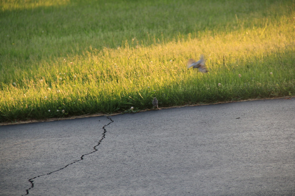 Parent birds swooping near Leia do nothing to discourage the corgi.