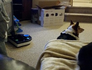 Leia barked diligently at the robot vacuum, pausing for just a moment to give my husband the Death Stare, as if to ask, "How could you bring THIS into our house?" Funny that she knew who was responsible.