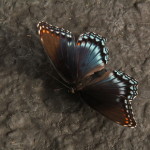 IMG_9517