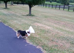 leia cone of shame