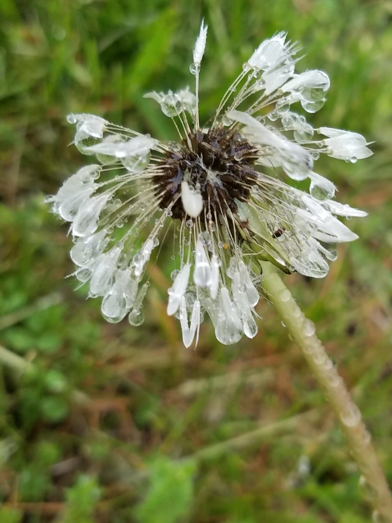 dandelion after the rain