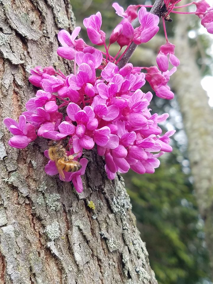 bee in tree