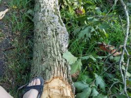 downed tree trunk