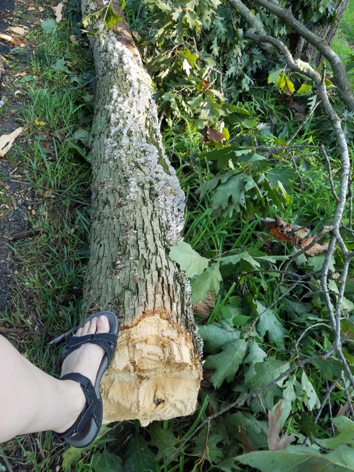 downed tree trunk